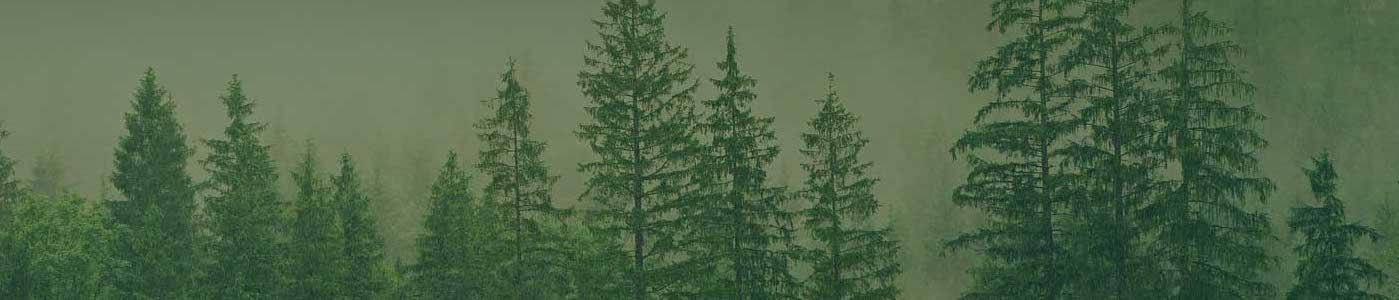 ForestPortalo lesoch Slovenska