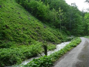 Dva roky po ťažbe sú už rúbaniská pokryté bylinnou vegetáciou a nárastom resp. kultúrou a odolné voči vodnej erózii. Na obrázku nie sú viditeľné žiadne stopy po tečúcej vode ani po období extrémne silných dažďov v máji - júni 2010 (Mestské lesy Banská Bystrica, Bystrická dolina, Harmanec).       Foto : Ing. Matej SCHWARZ