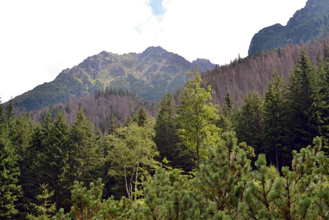 koprova_aug2012_porasty_v_zavere_doliny_daleko_od_povodnej_kalamity