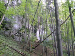 Zmiešaný smrekovo bukový vysoký les   Foto: Ing. Peter SIAKEĽ